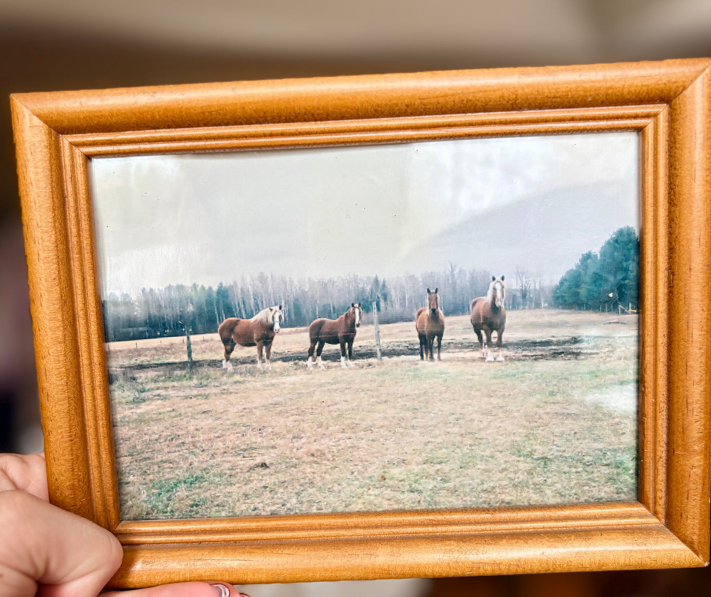 Western Grace Vintage Horse Frame